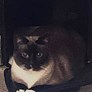 Rocky is registered to the contest to win money with this photo: cat, siamese, pet, loaf, carrier, indoor, carpet, paper, fur, ears, eyes, portrait, resting, sitting, box, furniture, shadow, cute, household, sleepy