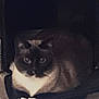 cat, siamese, pet, loaf, carrier, indoor, carpet, paper, fur, ears, eyes, portrait, resting, sitting, box, furniture, shadow, cute, household, sleepy