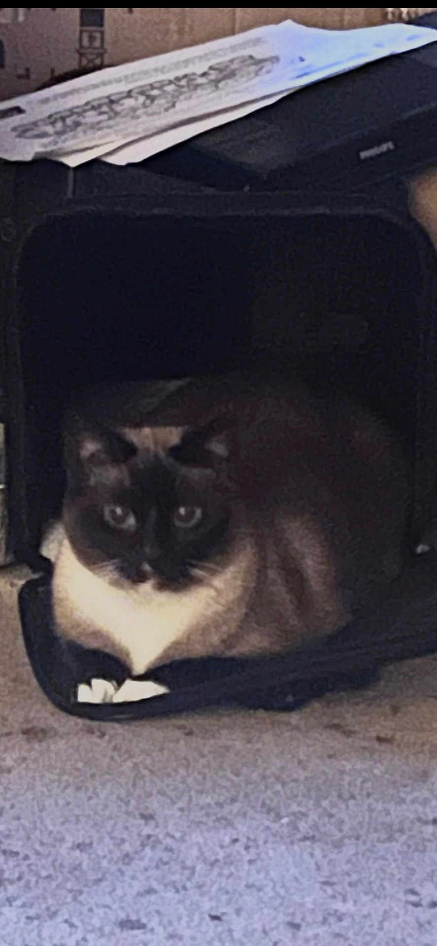 Rocky is registered to the contest to win money with this photo: cat, siamese, pet, loaf, carrier, indoor, carpet, paper, fur, ears, eyes, portrait, resting, sitting, box, furniture, shadow, cute, household, sleepy