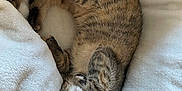 Ponyo a rejoint le concours — aidez-le/la à gagner de superbes lots ! cat, kitten, sleeping, tabby, fur, whiskers, paws, cute, pet, animal, domestic, cozy, blanket, soft, rest, relaxation, feline, nap, indoor, peaceful