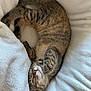 cat, kitten, sleeping, tabby, fur, whiskers, paws, cute, pet, animal, domestic, cozy, blanket, soft, rest, relaxation, feline, nap, indoor, peaceful