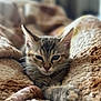 kitten, cat, feline, pet, animal, sleepy, cozy, blanket, soft, texture, warm, indoor, cute, resting, closeup, fur, whiskers, ears, paws, relaxed