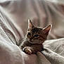 cat, kitten, tabby, feline, pet, animal, cute, cozy, blanket, soft, fur, paw, resting, indoor, closeup, mammal, sleepy, relaxed, domestic, young