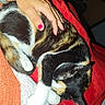 Moumie participe au concours pour gagner de l'argent avec cette photo : cat, calico_cat, pet, hand, nail_polish, red_blanket, cozy, relaxation, indoor, sleeping_cat, fur, animal, comfort, warm, resting, white_paws, striped_fur, soft_texture, domestic_cat, cuddling