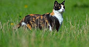 Moumie participe au concours pour gagner de l'argent avec cette photo : calico_cat, cat, animal, grass, field, outdoor, nature, feline, pet, wildlife, green, yellow_flowers, fur, mammal, standing, alert, portrait, colorful, whiskers, ears