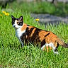 Moumie a rejoint le concours — aidez-le/la à gagner de superbes lots ! cat, calico_cat, grass, greenery, yellow_flowers, outdoor, animal, pet, nature, feline, fur, alert, wildlife, summer, daylight, field, mammal, cute, whiskers, tail
