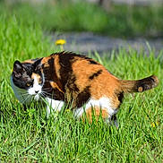 Moumie a rejoint le concours — aidez-le/la à gagner de superbes lots ! cat, calico_cat, animal, grass, outdoor, nature, greenery, yellow_flowers, sunlight, mammal, feline, wildlife, pet, fur, tail, meadow, closeup, daytime, countryside, alert