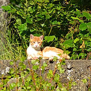 Marley a rejoint le concours — aidez-le/la à gagner de superbes lots ! cat, orange_cat, white_cat, stone_wall, greenery, plants, leaves, sunlight, outdoor, nature, relaxing, animal, feline, resting, garden, daylight, mammal, peaceful, wildlife, flora