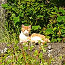 cat, orange_cat, white_cat, stone_wall, greenery, plants, leaves, sunlight, outdoor, nature, relaxing, animal, feline, resting, garden, daylight, mammal, peaceful, wildlife, flora