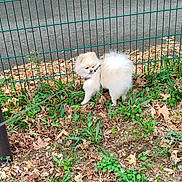 Volt a rejoint le concours — aidez-le/la à gagner de superbes lots ! dog, puppy, white_dog, fluffy, small_dog, pomeranian, animal, standing, outdoors, grass, leaves, fence, leash, collar, fur, portrait, park, backyard, nature, cute