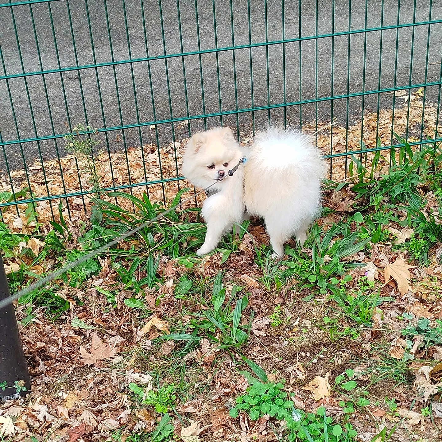Volt a rejoint le concours — aidez-le/la à gagner de superbes lots ! dog, puppy, white_dog, fluffy, small_dog, pomeranian, animal, standing, outdoors, grass, leaves, fence, leash, collar, fur, portrait, park, backyard, nature, cute