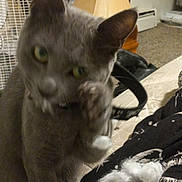 Smokey Jr is registered to the contest to win money with this photo: animal, bedroom, blanket, carpet, cat, closeup, cozy, domestic_cat, fabric, fan, furniture, gray_cat, household, indoor, lamp, mess, paw, pet, playful, resting