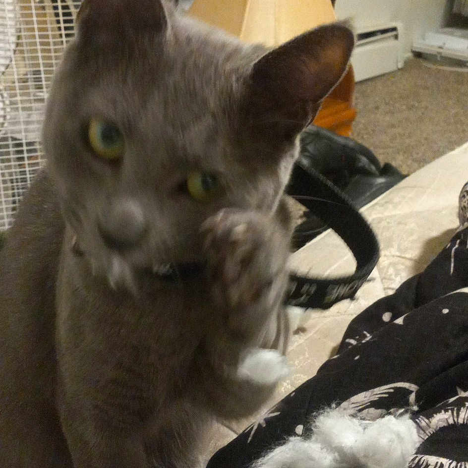 Smokey Jr