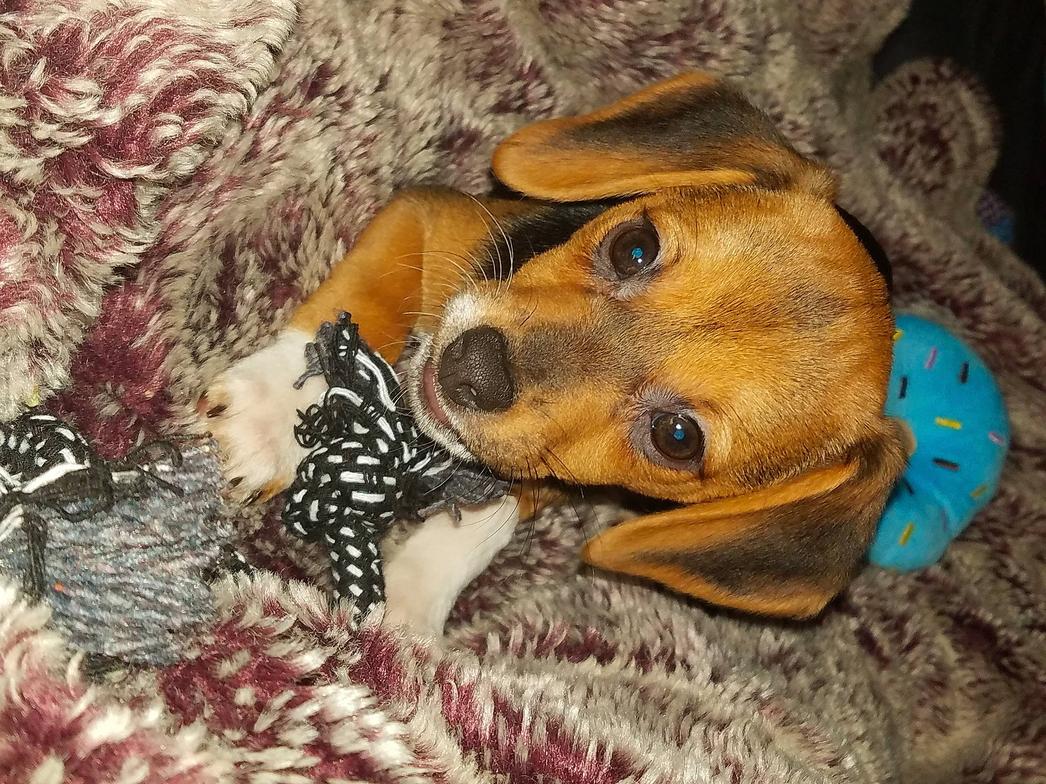 Molly is registered to the contest to win money with this photo: canidae, carnivore, companion_dog, dachshund, dog, dog_breed, fawn, miniature_pinscher, puggle, puppy, puppy_love, snout