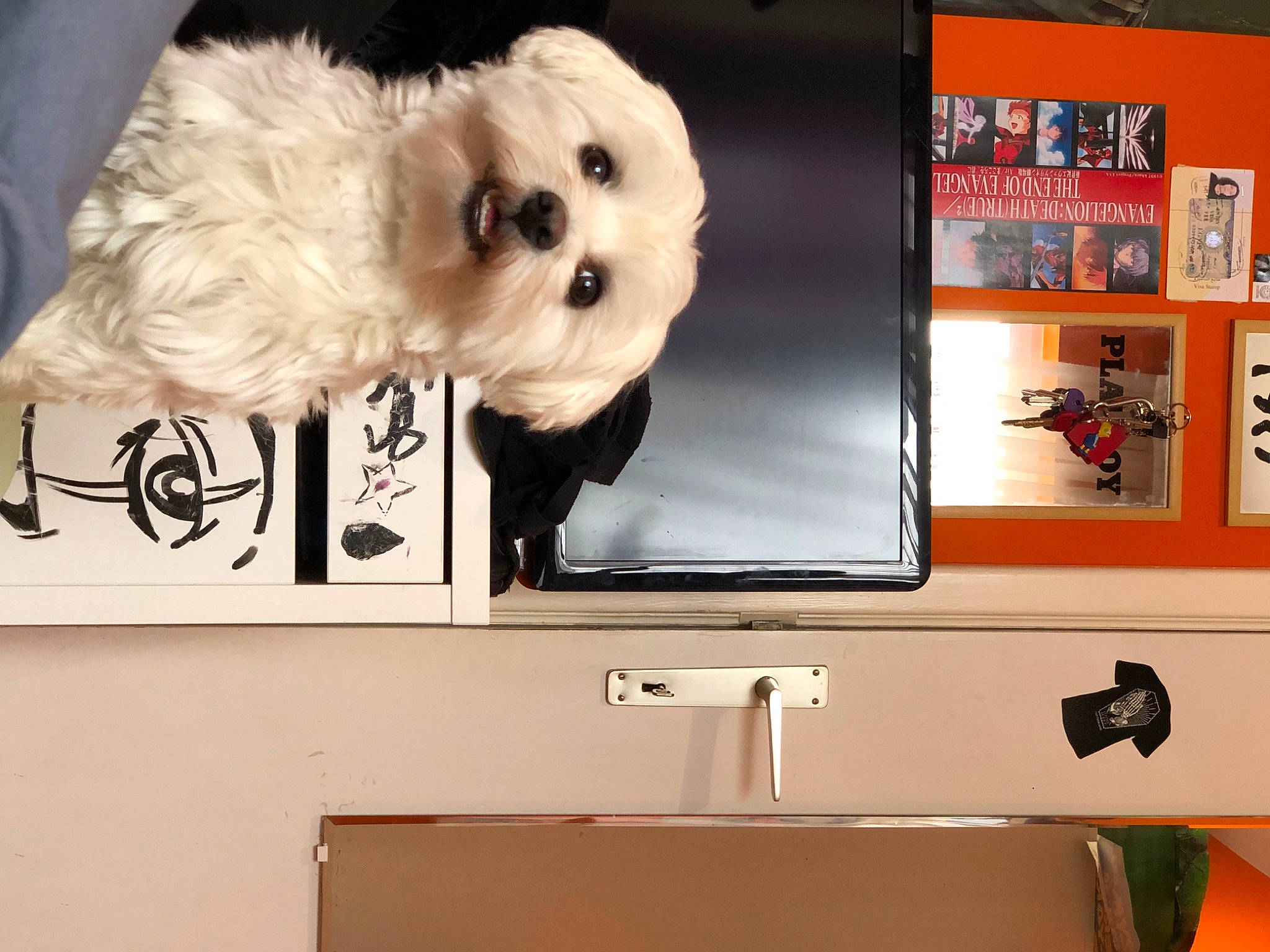 Sanji participe au concours pour gagner de l'argent avec cette photo : art, automotive_exterior, cabinetry, canidae, carnivore, companion_dog, dog, dog_breed, dog_supply, font, fur, paint, pet_supply, room, shelving, sporting_group, television_set, toy, toy_dog, white