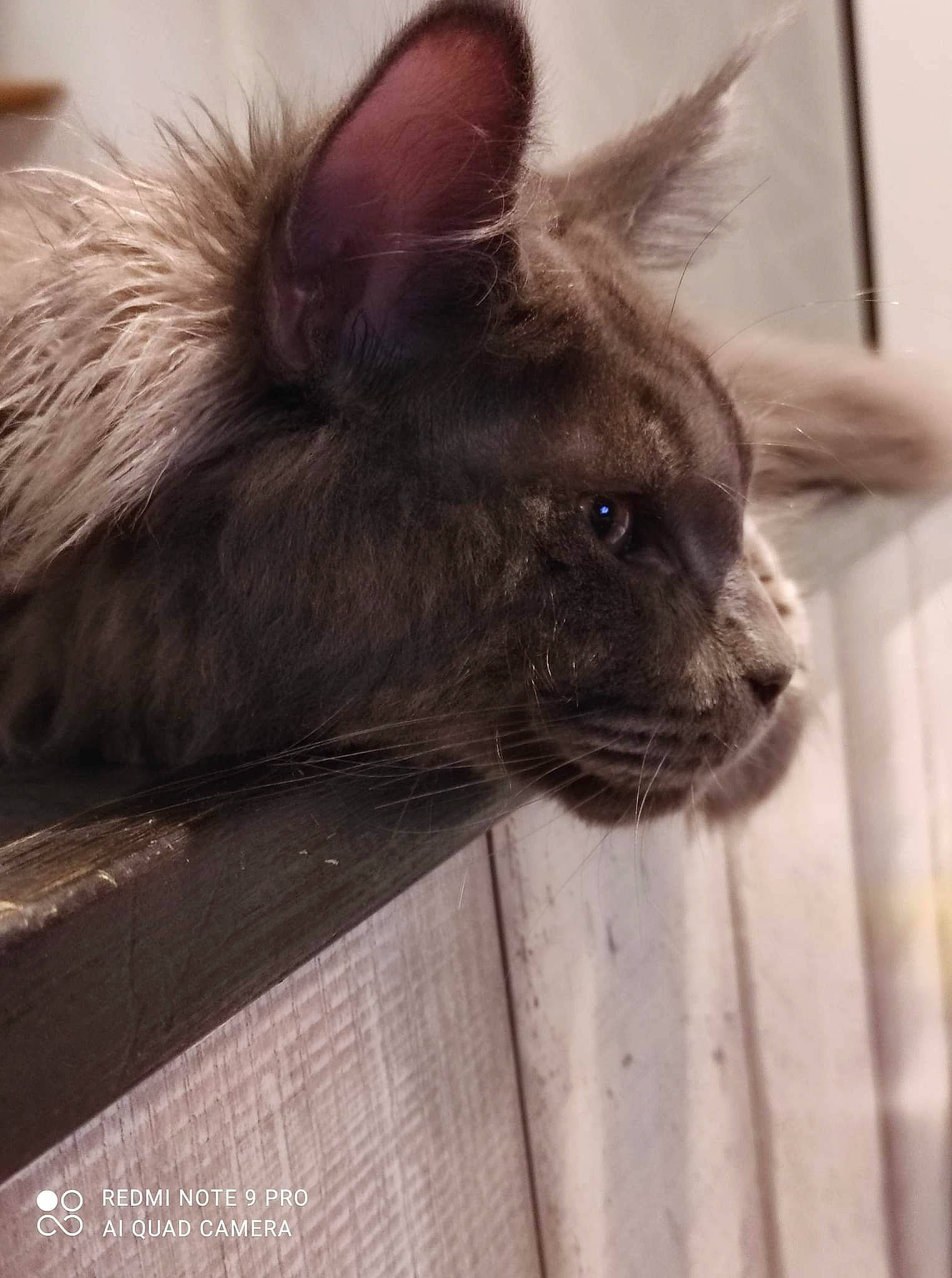 Snipper participe au concours pour gagner de l'argent avec cette photo : black_cat, canidae, carnivore, cat, claw, dog_breed, domestic_short_haired_cat, ear, fawn, felidae, fur, grey, liver, small_to_medium_sized_cats, snout, tail, thai, tonkinese, whiskers, wood