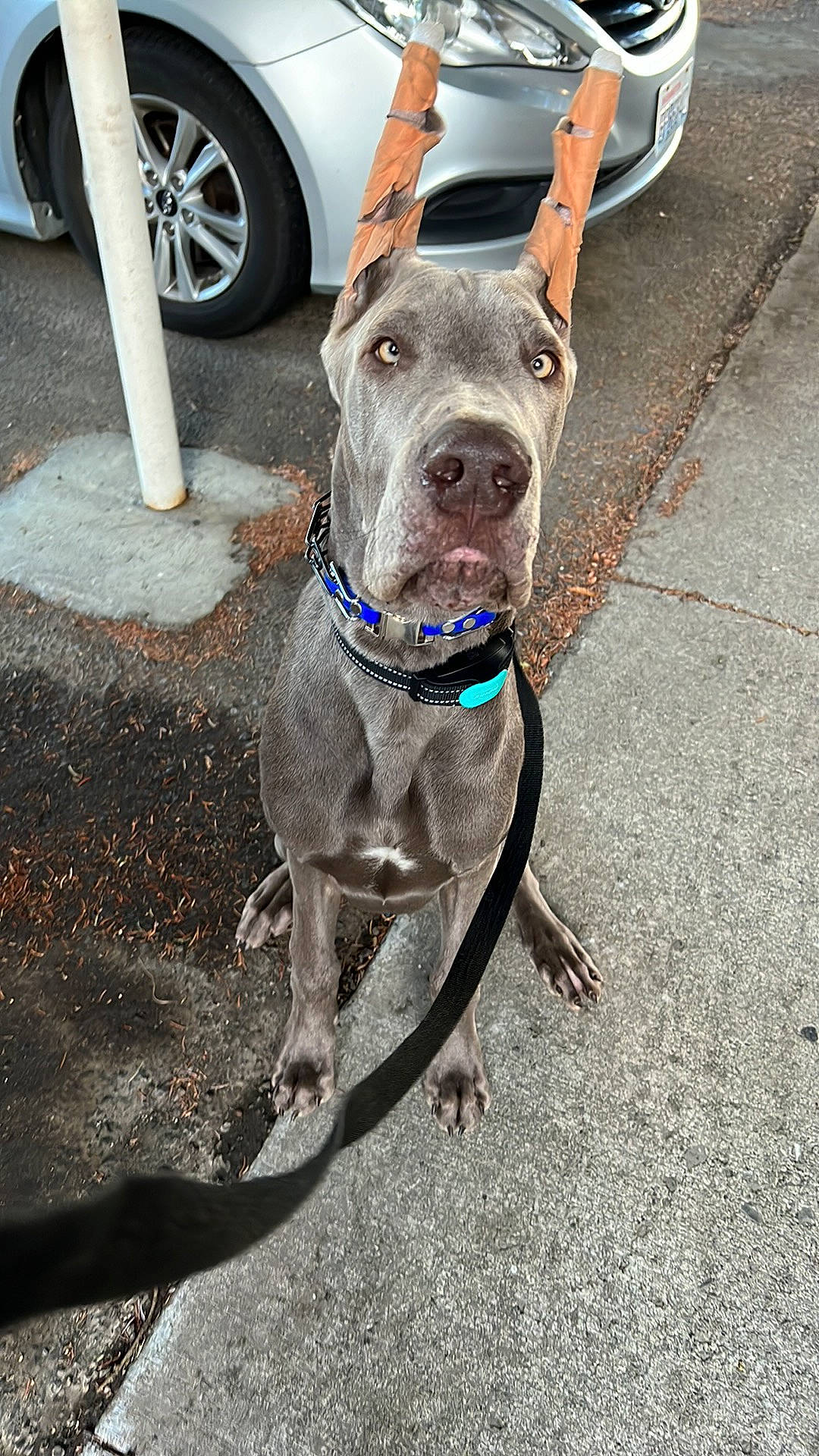 Moose joined the competition — help win amazing prizes! asphalt, carnivore, collar, companion_dog, dog, dog_breed, dog_collar, fawn, fender, hubcap, leash, pet_supply, road, road_surface, snout, sporting_group, tire, tread, wheel, working_animal