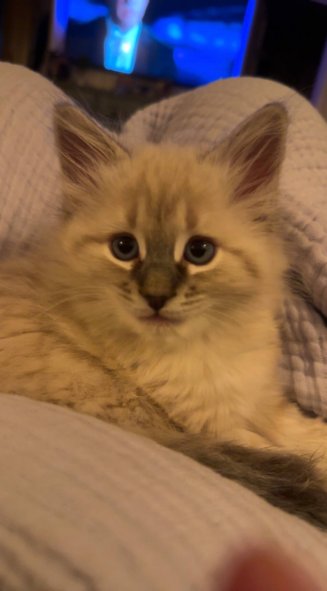 Gunner is registered to the contest to win money with this photo: british_longhair, carnivore, cat, claw, comfort, domestic_short_haired_cat, eye, fawn, felidae, fur, head, iris, paw, ragdoll, small_to_medium_sized_cats, snout, terrestrial_animal, whiskers, wood, working_animal