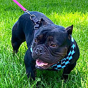 Nephie joined the competition — help win amazing prizes! dog, black_dog, leash, harness, checkered, grass, outdoor, pet, animal, canine, tongue_out, sunlight, greenery, nature, playful, walking, summer, happy, closeup, portrait
