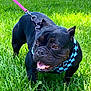 dog, black_dog, leash, harness, checkered, grass, outdoor, pet, animal, canine, tongue_out, sunlight, greenery, nature, playful, walking, summer, happy, closeup, portrait