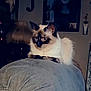cat, siamese_cat, furniture, couch, indoor, lamp, decor, pet, animal, feline, cozy, home, resting, quiet, domestic, portrait, looking_away, soft_light, relaxed, living_room