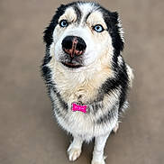Reign joined the competition — help win amazing prizes! dog, husky, blue_eyes, pet, animal, fur, portrait, looking_up, tag, pink_tag, collar, cute, canine, domestic_animal, mammal, fluffy, white_fur, black_fur, standing, outdoor