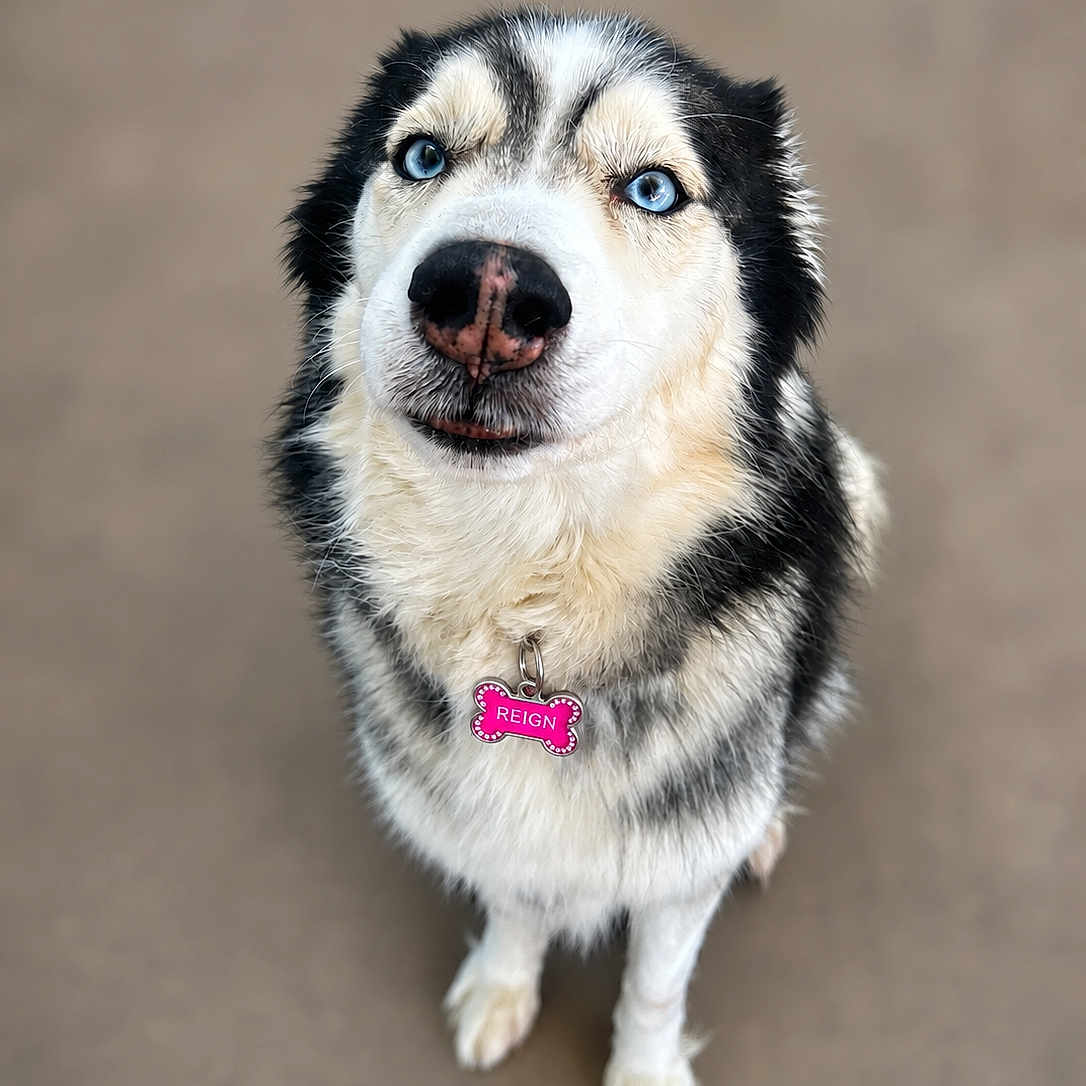Reign joined the competition — help win amazing prizes! dog, husky, blue_eyes, pet, animal, fur, portrait, looking_up, tag, pink_tag, collar, cute, canine, domestic_animal, mammal, fluffy, white_fur, black_fur, standing, outdoor