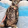cat, kitten, tabby, animal, pet, furry, belly_up, car, car_seat, harness, collar, pink, blue, blanket, seated, portrait, closeup, whiskers, wide_eyes, cute