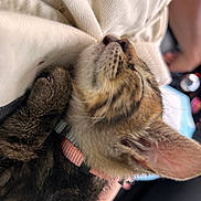 Masha participe au concours pour gagner de l'argent avec cette photo : cat, tabby_cat, furry, pet, animal, close_up, portrait, whiskers, ears, pink_collar, collar, sleepy, relaxed, cradled, held, indoor, soft_fabric, person, brown_fur, cute