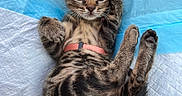 Masha a rejoint le concours — aidez-le/la à gagner de superbes lots ! kitten, cat, tabby, animal, pet, portrait, close_up, lying_down, belly_up, paws, whiskers, green_eyes, harness, fur, striped_fur, cute, playful, indoor, blue_pad, white_fabric