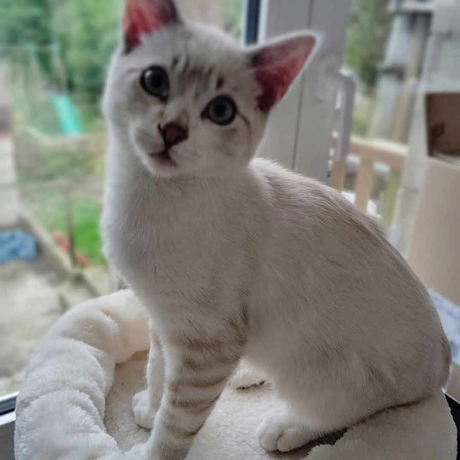 Moon a rejoint le concours — aidez-le/la à gagner de superbes lots ! abyssinian, angora, animal, cat, computer, computerhardware, egyptiancat, electronics, hardware, kitten, manx, monitor, pc, pet, screen, siamese