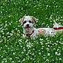 animal, canine, clover, daylight, dog, field, flower, fur, grass, greenery, happy, leaves, nature, outdoor, pet, playful, red_harness, small_dog, summer, tongue_out