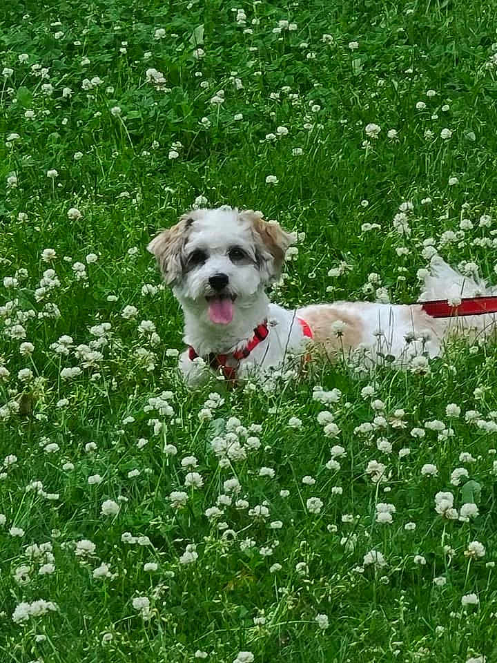 Toby joined the competition — help win amazing prizes! dog, grass, flower, clover, outdoor, pet, canine, animal, nature, greenery, leaves, field, summer, tongue_out, happy, small_dog, fur, playful, daylight, red_harness