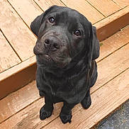 Penelope is registered to the contest to win money with this photo: dog, puppy, black_lab, pet, wooden_steps, outdoor, animal, cute, looking_up, fur, canine, adorable, young_dog, sitting, portrait, friendly, companion, nature, loyal, domestic_animal