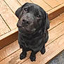 dog, puppy, black_lab, pet, wooden_steps, outdoor, animal, cute, looking_up, fur, canine, adorable, young_dog, sitting, portrait, friendly, companion, nature, loyal, domestic_animal