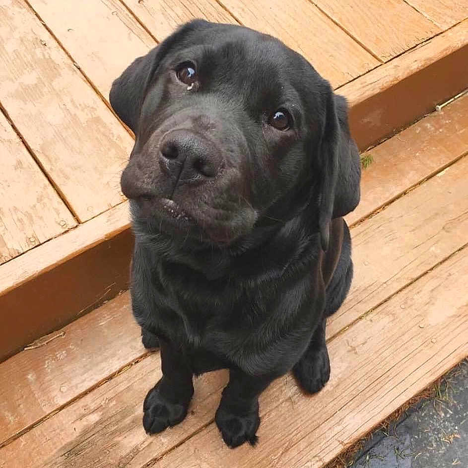 Penelope is registered to the contest to win money with this photo: adorable, animal, black_lab, canine, companion, cute, dog, domestic_animal, friendly, fur, looking_up, loyal, nature, outdoor, pet, portrait, puppy, sitting, wooden_steps, young_dog