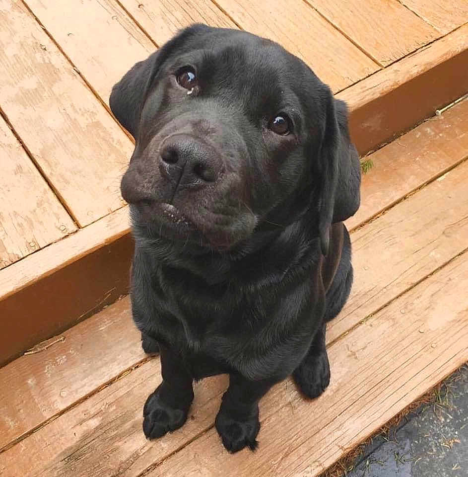 Penelope is registered to the contest to win money with this photo: dog, puppy, black_lab, pet, wooden_steps, outdoor, animal, cute, looking_up, fur, canine, adorable, young_dog, sitting, portrait, friendly, companion, nature, loyal, domestic_animal