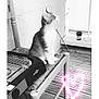 kitten, cat, chair, wooden_floor, porch, black_and_white, neon_heart, pet, sitting, curious, furniture, domestic_animal, indoor, cable, grill, window, wall, animal, cute, small