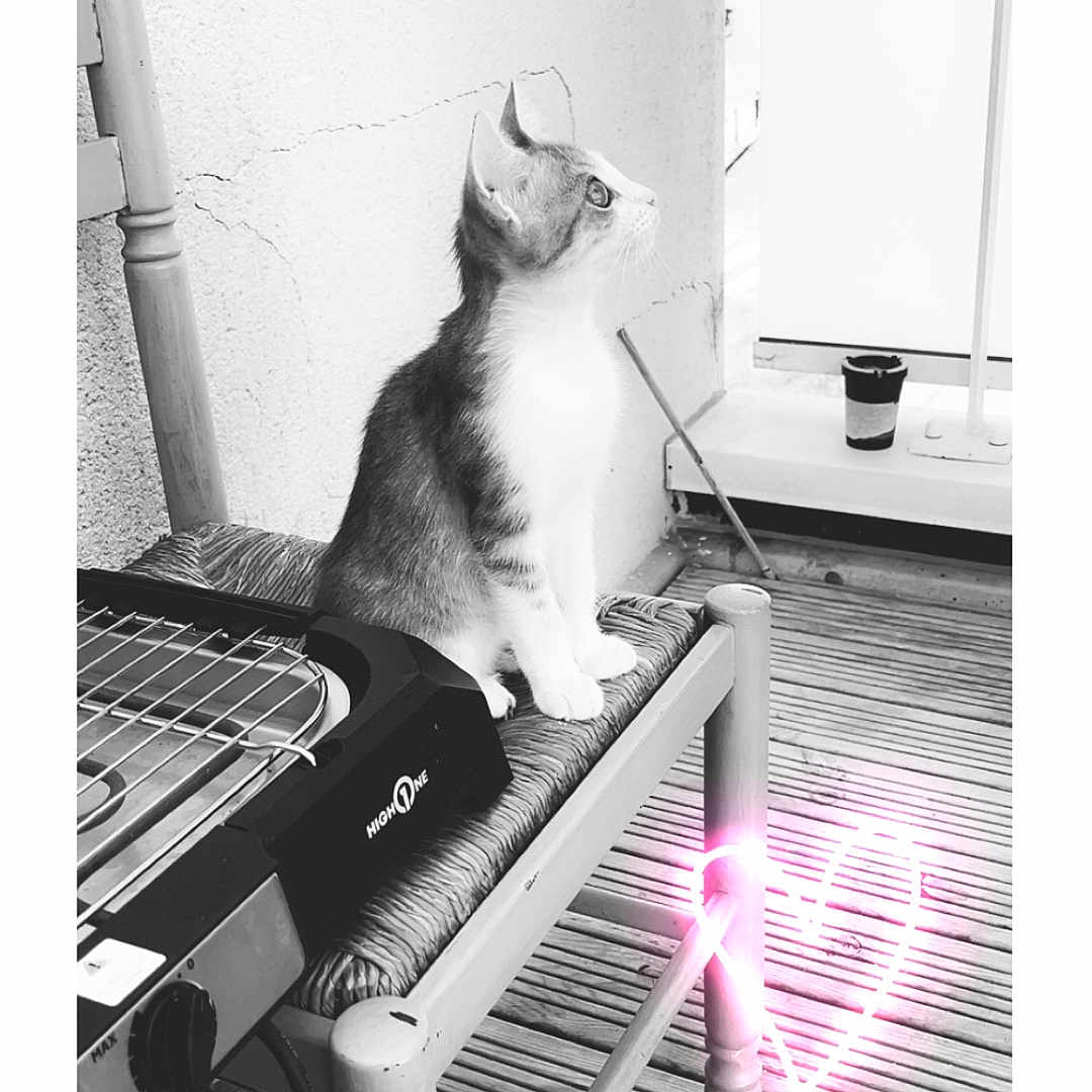 Anabelle a rejoint le concours — aidez-le/la à gagner de superbes lots ! animal, black_and_white, cable, cat, chair, curious, cute, domestic_animal, furniture, grill, indoor, kitten, neon_heart, pet, porch, sitting, small, wall, window, wooden_floor