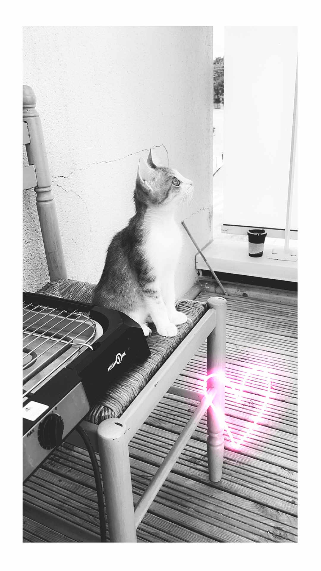 Anabelle a rejoint le concours — aidez-le/la à gagner de superbes lots ! kitten, cat, chair, wooden_floor, porch, black_and_white, neon_heart, pet, sitting, curious, furniture, domestic_animal, indoor, cable, grill, window, wall, animal, cute, small