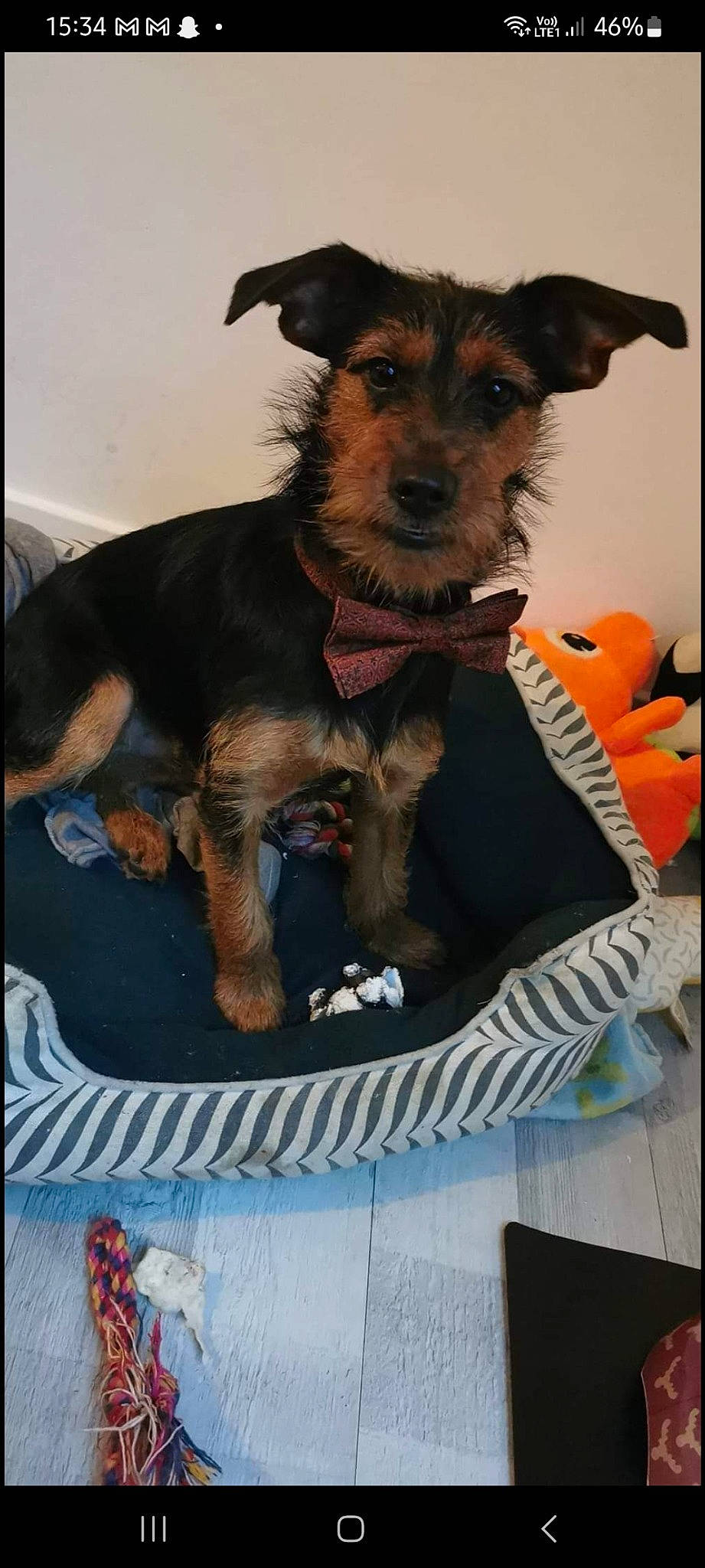 Boubouille participe au concours pour gagner de l'argent avec cette photo : canidae, carnivore, collar, companion_dog, dog, dog_breed, dog_clothes, dog_collar, dog_supply, event, fashion_accessory, fur, guard_dog, rectangle, sporting_group, terrier, toy_dog, working_animal, working_dog