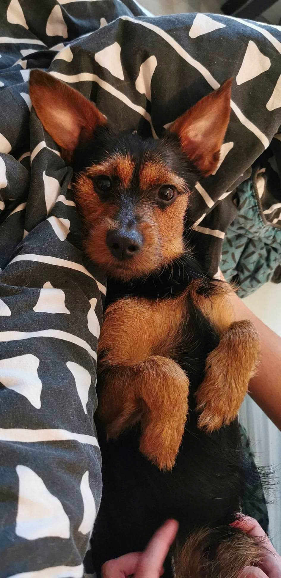 Boubouille