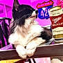 cat, black_and_white, fluffy, table, beer_can, miller_high_life, indoor, chair, sign, pink_background, metal_surface, pet, relaxed, whiskers, furniture, domestic_animal, close_up, household, cute, animal