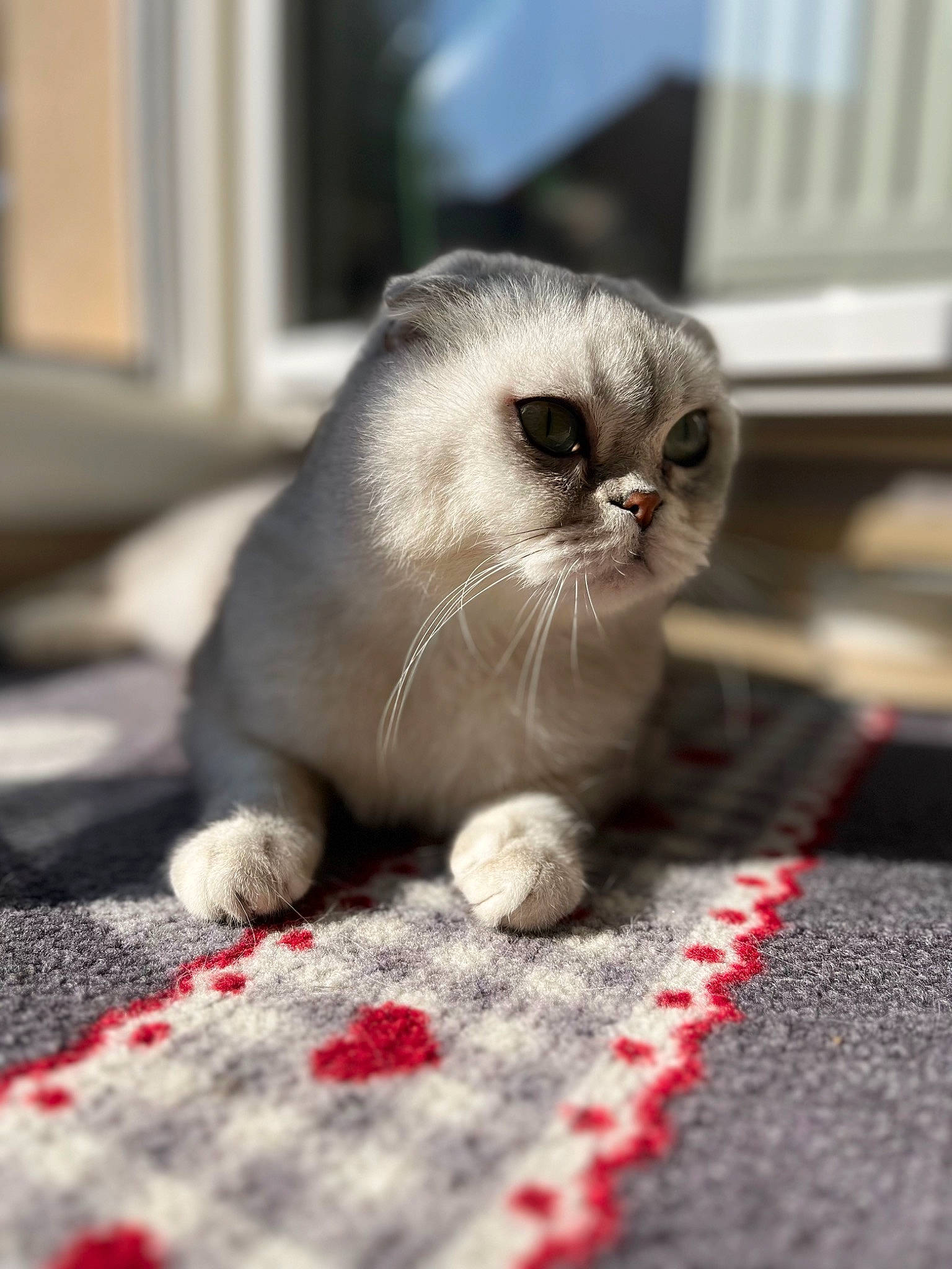 Ushi a rejoint le concours — aidez-le/la à gagner de superbes lots ! carmine, carnivore, cat, claw, comfort, domestic_short_haired_cat, fawn, felidae, flooring, fur, grey, linens, pattern, paw, siamese, small_to_medium_sized_cats, snout, terrestrial_animal, whiskers, woven_fabric