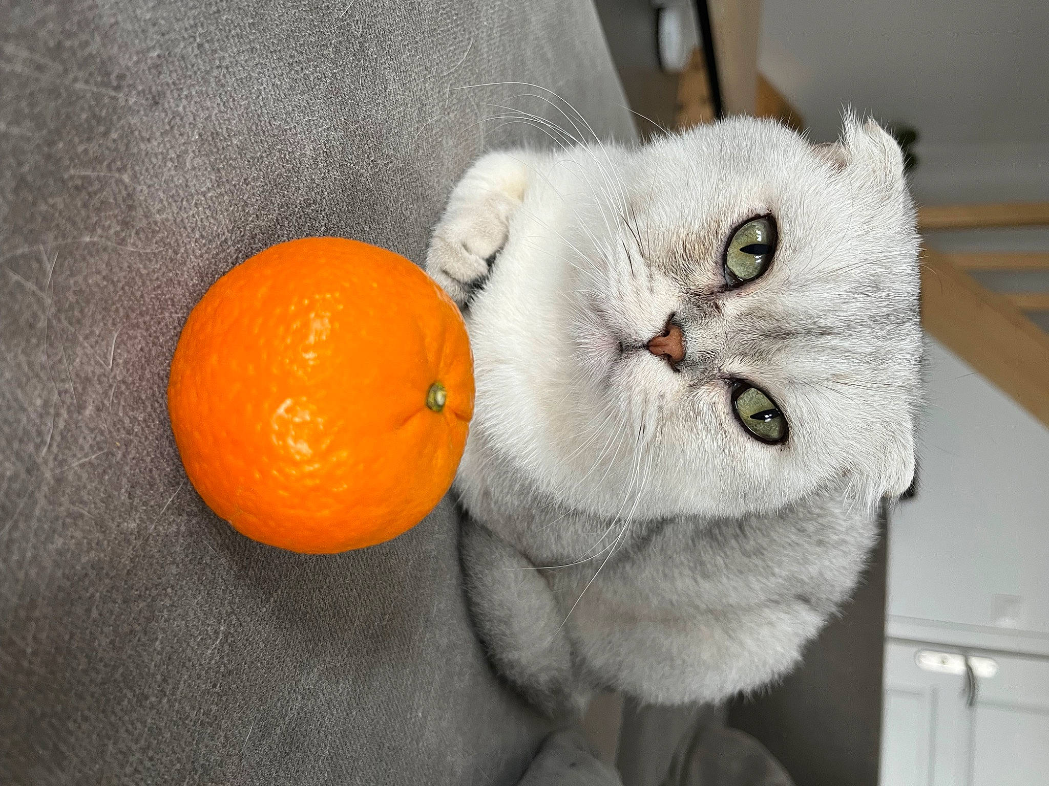 Ushi participe au concours pour gagner de l'argent avec cette photo : bitter_orange, calamondin, carnivore, cat, citric_acid, citrus, clementine, felidae, food, fruit, ingredient, mandarin_orange, natural_foods, orange, plant, rangpur, tangelo, tangerine, valencia_orange, whiskers
