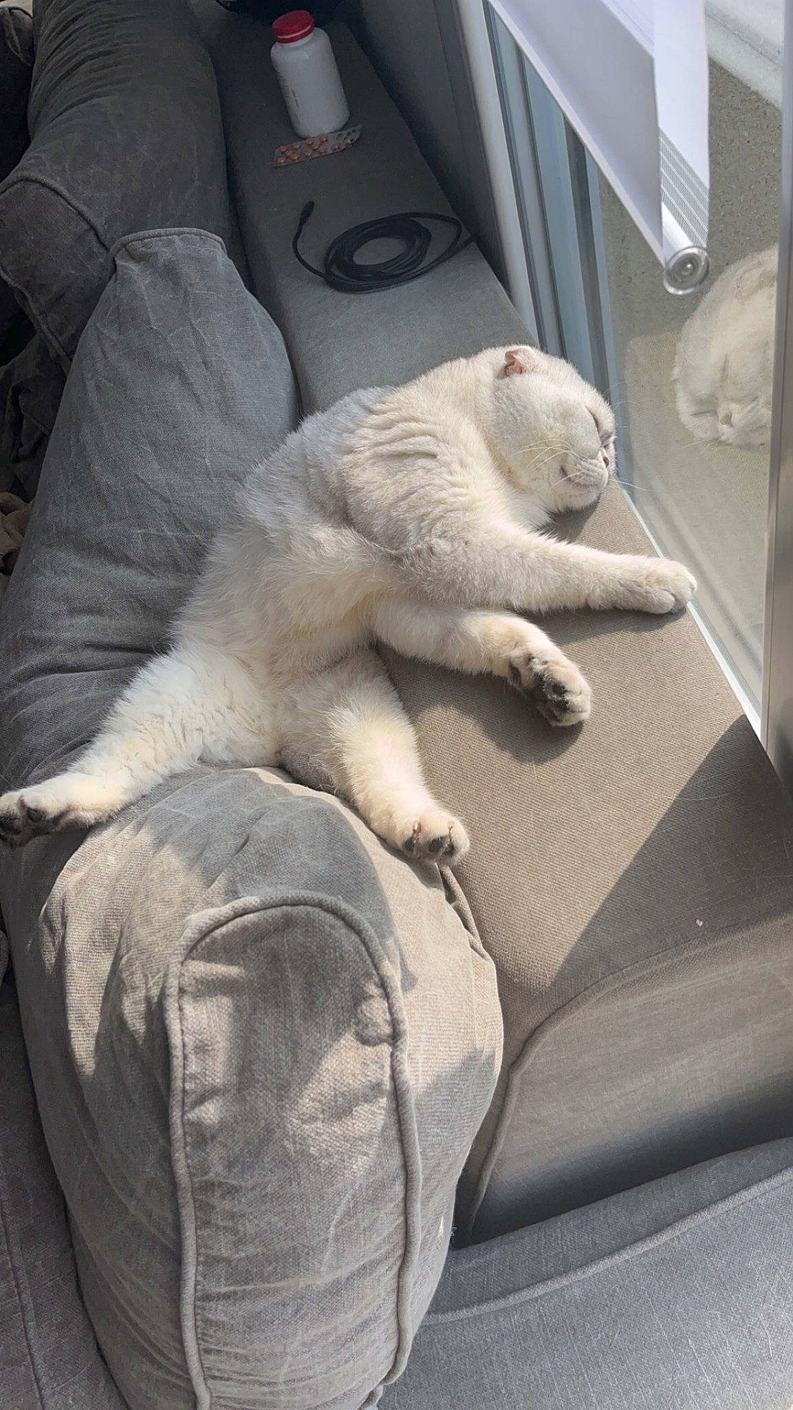 Ushi a rejoint le concours — aidez-le/la à gagner de superbes lots ! art, auto_part, automotive_design, automotive_exterior, car_seat, comfort, felidae, fur, grey, human_leg, motor_vehicle, sculpture, sitting, small_to_medium_sized_cats, snout, stuffed_toy, teddy_bear, toy, window, windshield