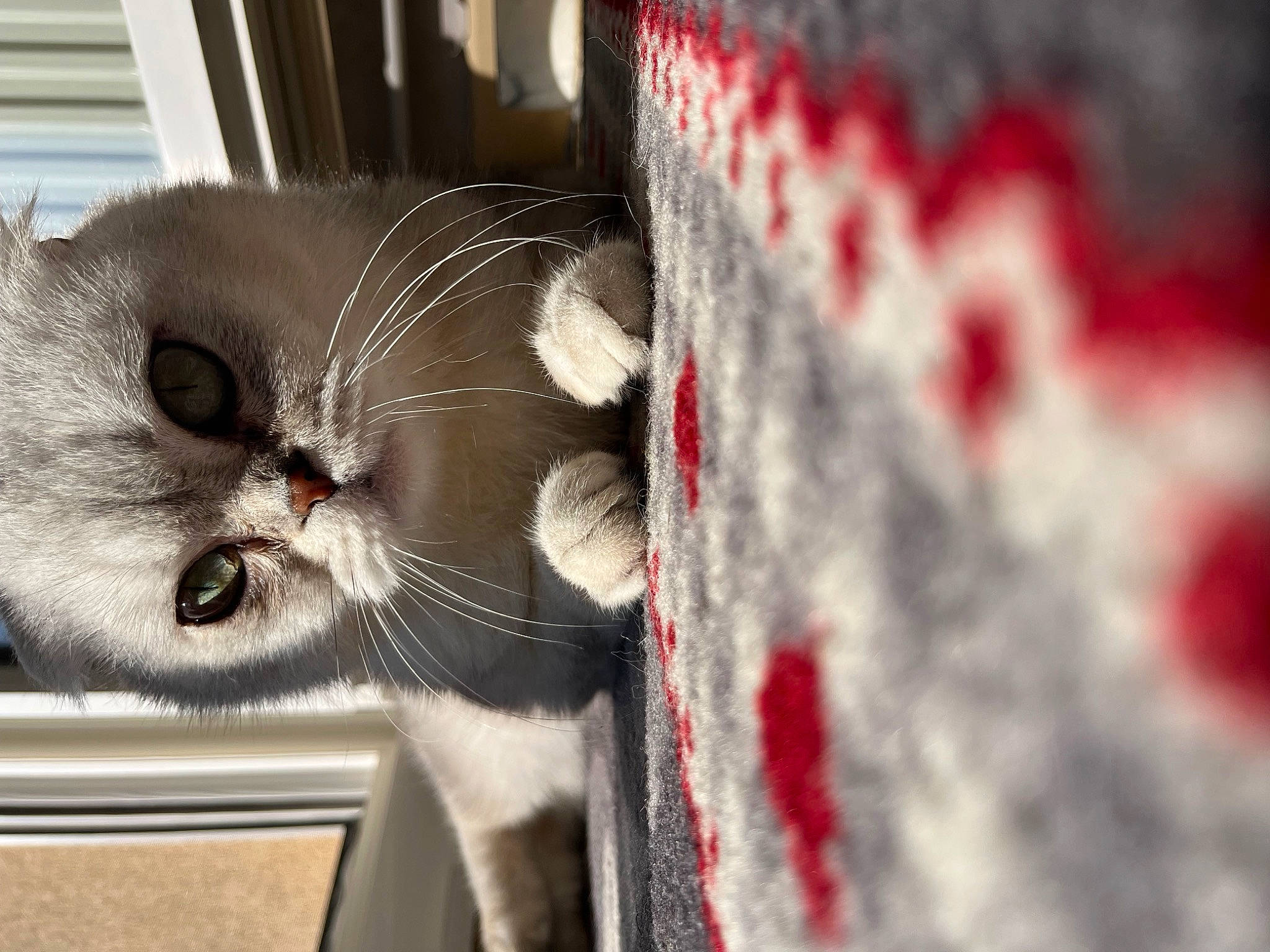 Ushi a rejoint le concours — aidez-le/la à gagner de superbes lots ! carmine, carnivore, cat, cat_supply, claw, domestic_short_haired_cat, felidae, fur, grey, paw, small_to_medium_sized_cats, snout, tail, whiskers, window, wood