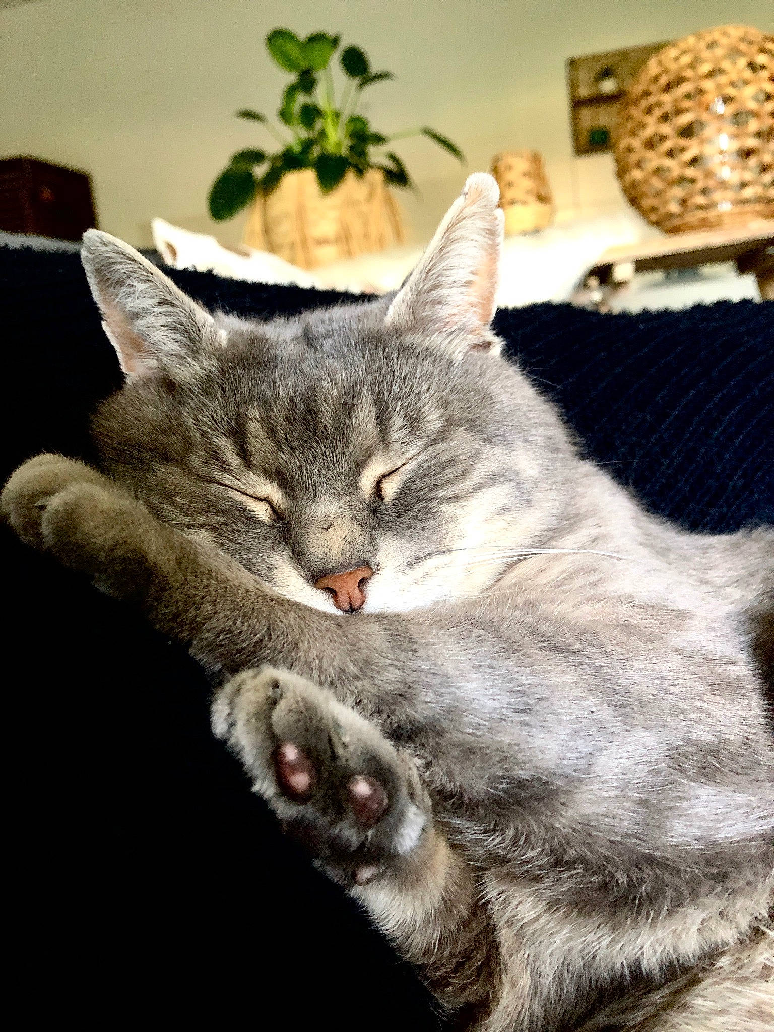 Sashaa participe au concours pour gagner de l'argent avec cette photo : carnivore, cat, claw, comfort, domestic_short_haired_cat, felidae, fur, gesture, grey, houseplant, paw, plant, small_to_medium_sized_cats, snout, tail, whiskers, window