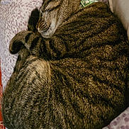 Maxwell joined the competition — help win amazing prizes! animal, blanket, cat, close_up, collar, cozy, curled_up, cute, domestic_cat, feline, fur, indoor, patterned, pet, relaxation, resting, sleeping, striped_fur, tabby, whiskers