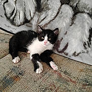 Oreo joined the competition — help win amazing prizes! kitten, cat, tuxedo_cat, black_and_white, pet, animal, whiskers, pink_nose, green_eyes, paws, fur, couch, blanket, upholstery, indoors, home, relaxing, lying_down, portrait, cute
